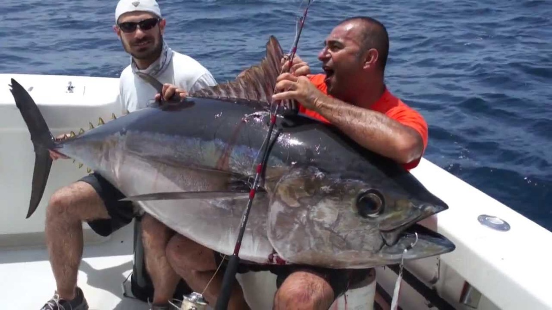Big game anglers eye massive influx of bluefin tuna